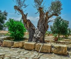 Olive Tree Nature Old