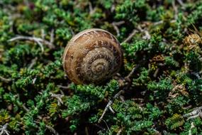 Shell Snail Nature