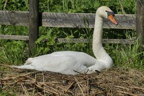 Swan Hatch Nest