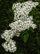 Lilac Flowers Flowering Shrub