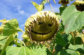 sunflower smiling field