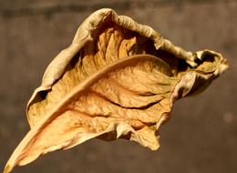 Nature Dry Leaf