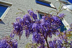 Wisteria Plant Flower