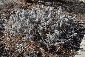 winter plants in the garden