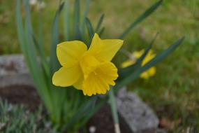 Nature Plant Flower