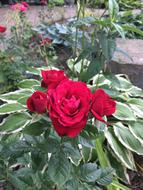 Rose Garden Flower