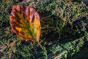 Sheet Autumn Structure