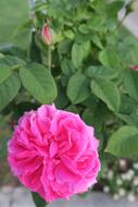 Pink Roses Gulpembe Flower