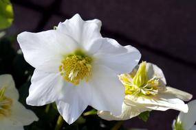 Christmas Rose Flower Nature