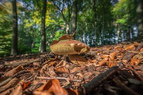 Mushroom Autumn Nature