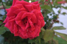 Red Rose Flower