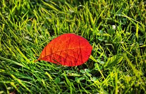 Leaf Grass Pattern