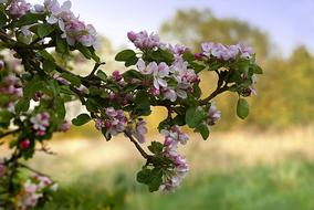 beautiful apple blossoms in the garden
