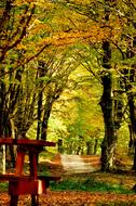 beautiful landscape in the forest