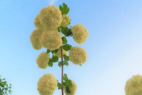 Gulcicek Leaves Nature