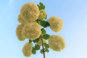 Gulcicek Nature Leaves