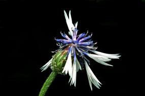 Nature Flower Cornflower