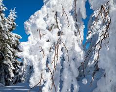 Winter Branch Branches