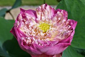 Flower Lotus Blossom