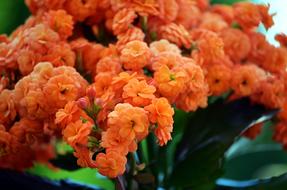 Flowers Flower Nature