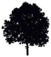 tree ecological environment green