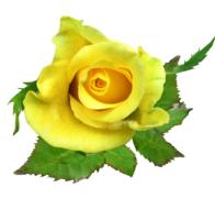 yellow blossom rose