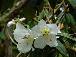 Nature Garden Petal White