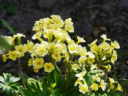 Cowslip Signs Of Spring Flowers