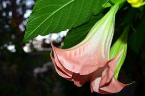 Bell Flower Jimson Weed Tree