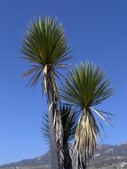 Nature Outdoors Summer