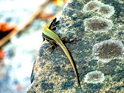 Nature Outdoors Reptile