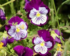 Flowers Garden Purple