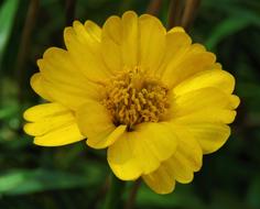 Yellow Nature Flower