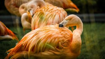 Nature Bird Animal Wild