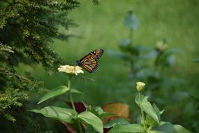 Nature Butterfly Summer