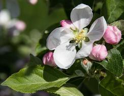 Apple Blossom Tree