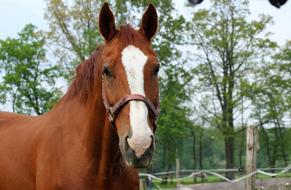 The Horse Animals Nature