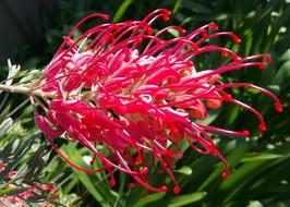 Grevillea Flower Red