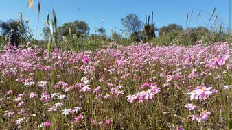 Wildflowers Daisies Australian