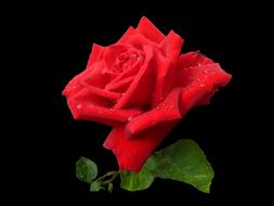 Flower Rosebush No Person