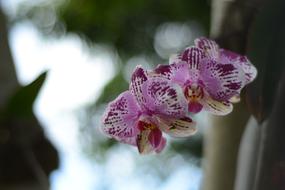 Orchid Flower Plant