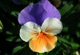 plants are beautiful garden
