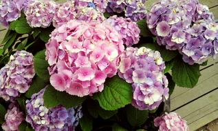 Flowers Plants Nature