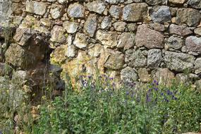 rocky Wall and flowers