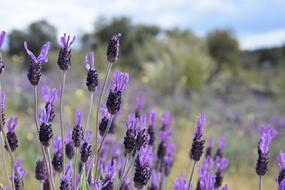 Flower Field Nature Lavender