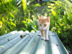 Nature Outdoors Summer