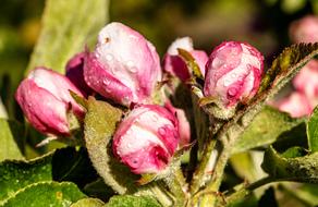 Apple Tree Blossom Bloom