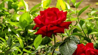 Red Rose Rosebush Hot