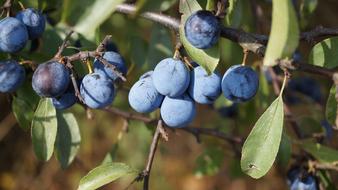 Fruits Forest Berries