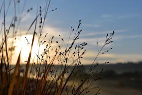 dry grass in the sunlight